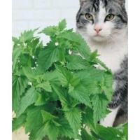 ราคา เมล็ดพันธุ์ แคทนิป ตำแยแมว สมุนไพรน้องแมว นำเข้า Catnip Seed บรรจุ 40 200 เมล็ด (20083820122)