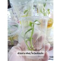 ราคา ไม้เนื้อเยื่อ กล้วยฟลอริด้า ต้นเขียว ลุ้นด่าง ในวุ้นอนุบาล มีรากแล้ว (13678841567)