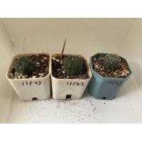ราคา แอสโตรไฟตัม ASTROPHYTUM no 7 9 11 (20775744916)