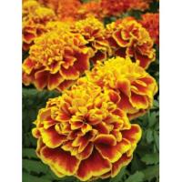 ราคา ดาวเรืองฝรั่งเศส (10675098712)