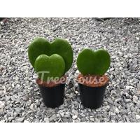 ราคา โฮย่าหัวใจคู่ โฮย่าหัวใจเดี่ยว กระถาง 2 นิ้ว (20720018732)