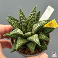 ราคา ฮาโวเทีย Haworthia Nagoriyuki A ไม้อวบน้ำ กุหลาบหิน cactus succulentหลากหลายสายพันธุ์ (13817418975)