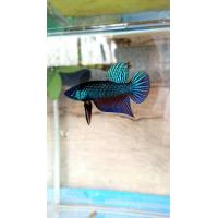 ราคา ปลากัดลูกเชื้ออีสานสายกัด (18303604188)