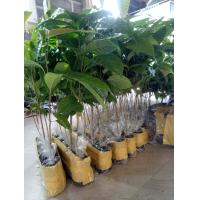 ราคา ต้นมะฮอกกานี 20 30 เซน ชุด10ต้น 180 บาทแภมฟรี1ต้น (12778156234)