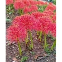 ราคา ว่านแสงอาทิตย์ ว่านกุมารทองเรียกทรัพย์ ดอกกลมสีแดง Powder puff lily ออกดอกแล้วโชคดี ขายเป็นหัวรากในถุงดำ พร้อมปลูก 59 บาท (20104913387)