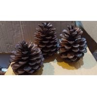 ราคา ลูกสนลับฟัน ไซส์ใหญ่มากคัดพิเศษ (14805372227)