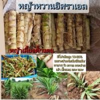 ราคา หญ้าหวานอิสราเอล ท่อนพันธุ์หญ้าหวานสำหรับปลูก 200ท่อน หญ้าโปรตีนสูง20 หญ้าหวานอาหารลดต้นทุนเป็ดไก่ (20824666284)