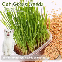 ราคา ปลูกง่าย ปลูกได้ทั่วไทย เมล็ดสด100 เมล็ดพันธุ์ หญ้าแมว บรรจุ 50เมล็ด ถุง Organic Pet Cat Grass Seeds พืชไฮโดรโปนิกส์ การควบคุมก้อนขน อาหารแมว เมล็ดพืชสมุนไพร เมล็ดพันธุ์ผัก เมล็ดดอกไม้ ต้นไม้มงคล ผักส
