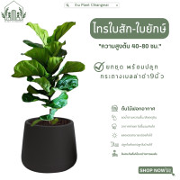 ราคา ไทรใบสัก ใบยักษ์ สูง40 80ซม ขึ้นไป ปลูกในกระถางเบลล่า9นิ้ว สีดำ แต่งบ้านแต่งห้องนอนออฟฟิต ส่งทั้งกระถาง ช่วยฟอกอากาศภายในห้อง (14801256971)