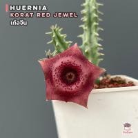 ราคา เก๋งจีน Huernia Korat red Jewel แคคตัส กระบองเพชร cactus succulent (12485966305)