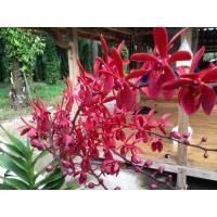 ราคา 3ต้นกล้วยไม้สกุลช้าง กล้วยไม้ช้างแดงชุมพร เป็นกล้วยไม้พันธุ์แท้ให้ดอกเป็นช่อกระจะ ออกดอกช่วงต้นปี เลี้ยงง่าย Thai orchids ขนาดกระถาง 2 นิ้ว ต้นไม้แข็งแรง ทุกต้น (21008828232)