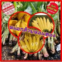 ราคา หน่อกล้วยหอมทอง ลูกใหญ่ พันธุ์เพชรบุรีแท้ กล้วยหอมทอง ต้นกล้วยหอมทอง 1หน่อ แพ็ค (11177116486)