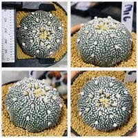 ราคา แอสโตรไฟตัม ฮานะโซโนะ มิราเคิ้ล Miracle Hanazono Astrophytum กระบองเพชร แคคตัส Cactus (19565065373)