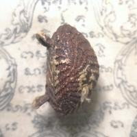 ราคา เบี้ยแก้ เชือกถัก ไม่ทราบที่ เก่าๆ สวยๆ ปรอทวิ่งดี (19593035250)