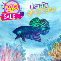 ราคา ปลากัดสายลูกทุ่งอีสาน ปลากัดอีสานพันธุ์แท้ ดั้งเดิมขากแหล่งน้ำธรรมชาติอุดรธานี (12494621760)