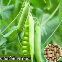 ราคา พร้อมส่ง ง่ายต่อการปลูกเมล็ดถั่วลันเตา เมล็ดถั่วลันเตาสด 100 บรรจุเมล็ดถั่วลันเตาออร์แกนิก 100 เมล็ด สามารถปลูกได้ในสวนกระถางและสวนผลไม้ทั่วประเทศไทยถั่วลันเตาอุดมไปด้วยสารอาหารที่อุดมไปด้วยวิตามินหล