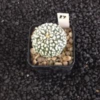 ราคา Astrophytum แคคตัส กระบองเพชร ราคาส่ง สวยๆ AA02 (17262814924)