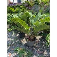 ราคา ต้นปรงเม็กซิกัน ไม้ประดับ ต้นสูง 60 75 ซม ขนาดกระถาง 15 นิ้ว ต้นปรง เม็กซิกัน ปรงเม็กซิกัน Zamia furfuracea L f ex Aiton ลำต้นจะมีลักษณะ สั้น สีน้ำตาล มักจะแตกหน่อใกล้ ๆโคนต้น ใบประกอบแบบขนนกชั้นเดียว