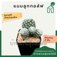 ราคา แคคตัส แมมลูกกอล์ฟ กระบองเพชร (12669569907)
