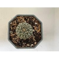 ราคา แอสโตรไฟตัม ASTROPHYTUM no 1 11 (20775282796)