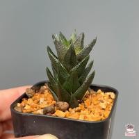 ราคา Haworthia Resendeana ไม้อวบน้ำ กุหลาบหิน Cactus Succulent (8866102336)