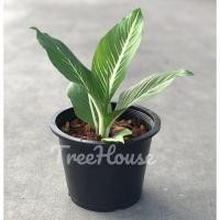 ราคา เสริมบารมี กระถาง 8 นิ้ว Aglaonema sp Soembarame pot 8 (20720020737)