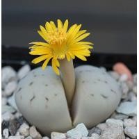 ราคา 12 เมล็ด ไลทอป กระบองเพชร ไม้อวบน้ำ กุหลาบหิน แคคตัส Living Stones Lithops สายพันธุ์ ruschiorum (19904733357)