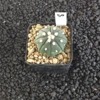 ราคา Astrophytum แคคตัส กระบองเพชร AA03 (20923355667)