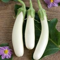 ราคา มะเขือยาวขาว ถูกที่สุด 10 บ มะเขือยาวขาว 20เมล็ด งอกง่าย โตไว ผลดกมาก (13061772047)