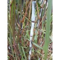 ราคา อ้อยดำอ้อยแดง อ้อยทำยา ชุด 1 กิโลกรัม (20439396348)