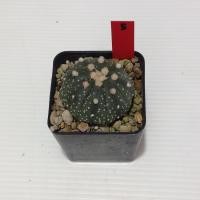 ราคา Astrophytum แคคตัส กระบองเพชร ถูกๆ สวยๆ AA05 (17807293605)