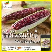 ราคา เมล็ดพันธุ์ ชุดข้าวโพดข้าวเหนียว ปลูกง่าย ทนโรค โตไว ข้าวโพดพลอย ข้าวโพดอัญมณี ข้าวโพด สีดำ ข้าวโพดแว็กซี่สีแดง พร้อมส่ง (10203371756)