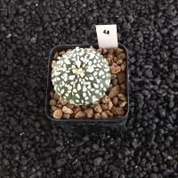 ราคา Astrophytum แคคตัส กระบองเพชร AA03 (17807235344)