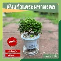 ราคา ต้นแก้วแคระมหามงคล ต้นแก้วพวงมณี พร้อมกระถาง 4 นิ้ว รดน้ำอัตโนมัติ ต้นไม้ฟอกอากาศ แก้วบอนไซ ออกดอกตลอดปี (20171301430)