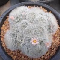 ราคา แมมขนนกขาว mammillaria plumosaขนาด 3 4 ซม ไม้เมล็ด ต้นแคคตัส ต้นกระบองเพชร กรุณาอ่านรายละเอียดก่อนทำการสั่งซื้อครับ (16669470179)