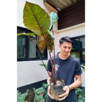 ราคา ว่านพญาลิงดำ บอนสบูเลือด บอนดำสบู่เลือด สบูเลือดบอน พญาลิงดำ (19317003105)