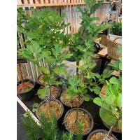 ราคา พันธุ์ Iragi Figs Plant ต้นมะเดื่อฝรั่ง Figs Fig ลูกฟิก มีคุณค่าทางโภชนาการสูง จัดส่งพร้อมกระถาง 6 นิ้ว ลำต้นสูง 55ซม (8293173869)