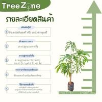 ราคา มะม่วงมันขุนศรี หรือ มะม่วงบางขุนศรี ความสูง 100 200 ซม หาทานยาก พันธุ์โบราณ รสชาติเด่น 3 รสหวานมันเปรี้ยว เกรดพรีเมียม ประกันพันธุ์แท้100 (12500152200)