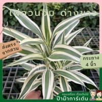 ราคา ไผ่กวนอิม ด่างขาว 4 นิ้ว ต้นสูง (17295391691)