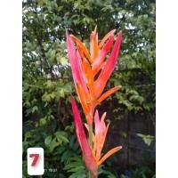 ราคา เฮลิโคเนีย 8ชนิดให้เลือก ตัดใบล้างราก เฮลิโคเนีย robsterclaw ธรรมรักษา บรรไดสวรรค์ บันไดสวรรค์ สร้อยกัณทรี สร้อยกัทรี ลอรีน่า ก้ามกุ้ง ก้าม (16785055102)