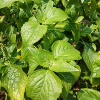 ราคา เมล็ดพันธุ์ ใบยี่หร่า โหระพาช้าง กะเพาควาย ตัวเลือสูงสุด 700 เมล็ด 10 แถม 1 คละได้ (13564925056)