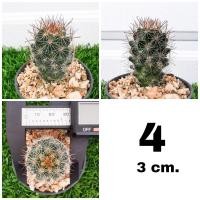 ราคา แมมหนามตะขอ Mammillaria Beneckei (16022520674)
