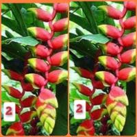 ราคา เฮลิโคเนีย 8ชนิดให้เลือก ตัดใบล้างราก เฮลิโคเนีย robsterclaw ธรรมรักษา บรรไดสวรรค์ บันไดสวรรค์ สร้อยกัณทรี สร้อยกัทรี ลอรีน่า ก้ามกุ้ง ก้าม (16785055100)