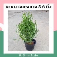 ราคา ต้นพญาไร้ใบ พญาไร้ใบเขากวาง ปะการัง (17340783950)