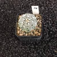 ราคา Astrophytum แคคตัส กระบองเพชร ราคาส่ง สวยๆ AA02 (17262814911)