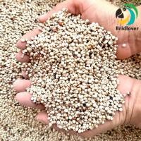 ราคา white Dali red Dali ข้าวฟ่างขาว แดง ใหญ่ อาหารนกแก้วขนาดเล็ก กลาง หนูแฮมสเตอร์ นกเขา ค็อกคาเทล กระรอก นกปากขอ 1000 กรัม (19680082191)