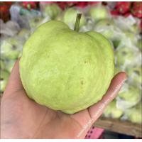 ราคา ฝรั่งกิมจู สามพราน ผิวสวย หนัก 5 กิโลกรัม (19603121686)