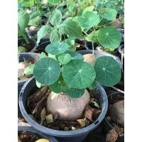 ราคา 1หัว ออเดอร์ Stephania Erecta Craib ว่านบัวบก Gotu kola ขนาดเทียบกับไข่เป็ด ไม้ประดับ หายาก หัวโขด ขายเป็นหัว (4376156010)