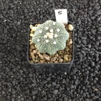 ราคา Astrophytum แคคตัส กระบองเพชร AA03 (17807235345)