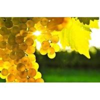 ราคา 1 ต้นองุ่น ติดตา พร้อมปลูก ทำรั้ว สายพันธุ์ พันธุ์ Chardonnay ชาร์ดอนเนย์ ต้นใหญ่ สูงขนาด 60 80 ซม รับประกันสินค้า (20957131564)